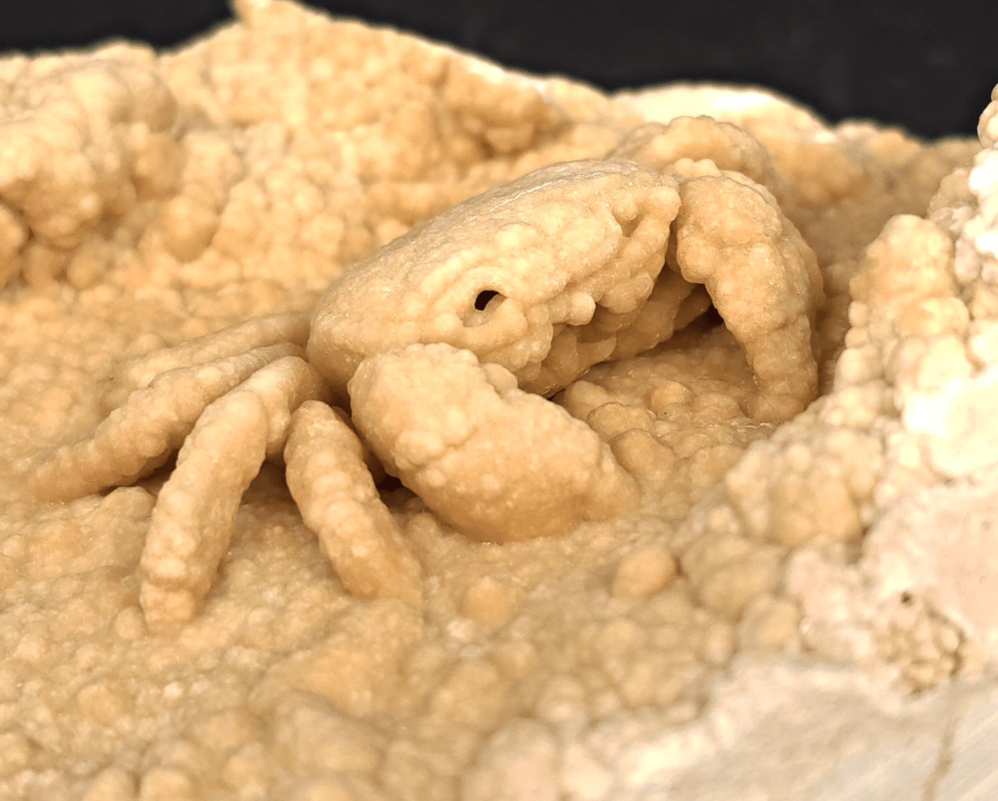 2.78" Fossil Crab (Potamon potamios) in Travertine - Denizli Basin, Turkey - Fossil Driven