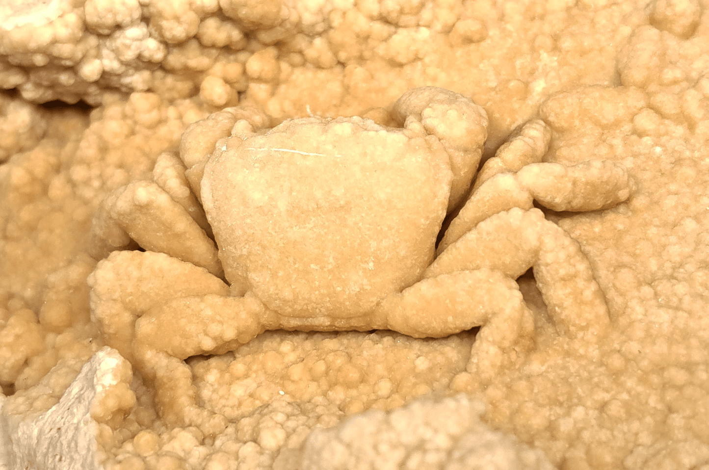 2.78" Fossil Crab (Potamon potamios) in Travertine - Denizli Basin, Turkey - Fossil Driven