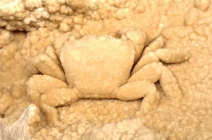 2.78" Fossil Crab (Potamon potamios) in Travertine - Denizli Basin, Turkey - Fossil Driven