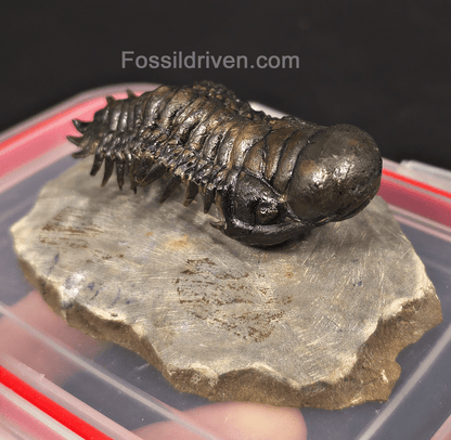 2.78" Fossil Crotalocephalina Trilobite – Devonian – Issoumour, Morocco - Fossil Driven
