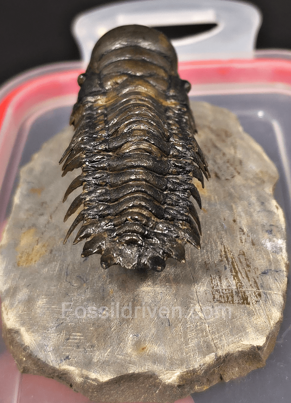 2.78" Fossil Crotalocephalina Trilobite – Devonian – Issoumour, Morocco - Fossil Driven