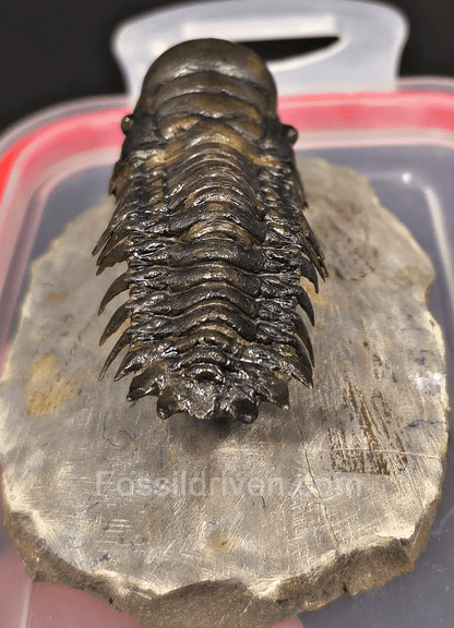 2.78" Fossil Crotalocephalina Trilobite – Devonian – Issoumour, Morocco - Fossil Driven