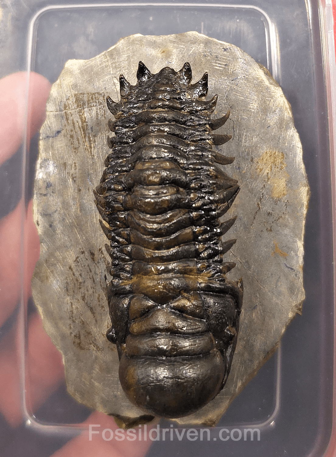 2.78" Fossil Crotalocephalina Trilobite – Devonian – Issoumour, Morocco - Fossil Driven
