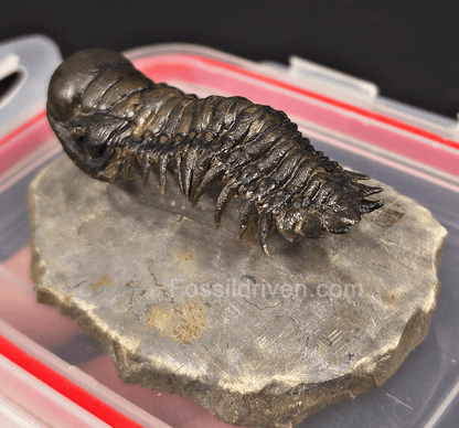 2.78" Fossil Crotalocephalina Trilobite – Devonian – Issoumour, Morocco - Fossil Driven
