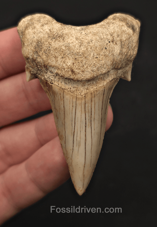 2.78" Fossil Otodus obliquus Tooth - Morocco | Fossil Driven - Fossil Driven