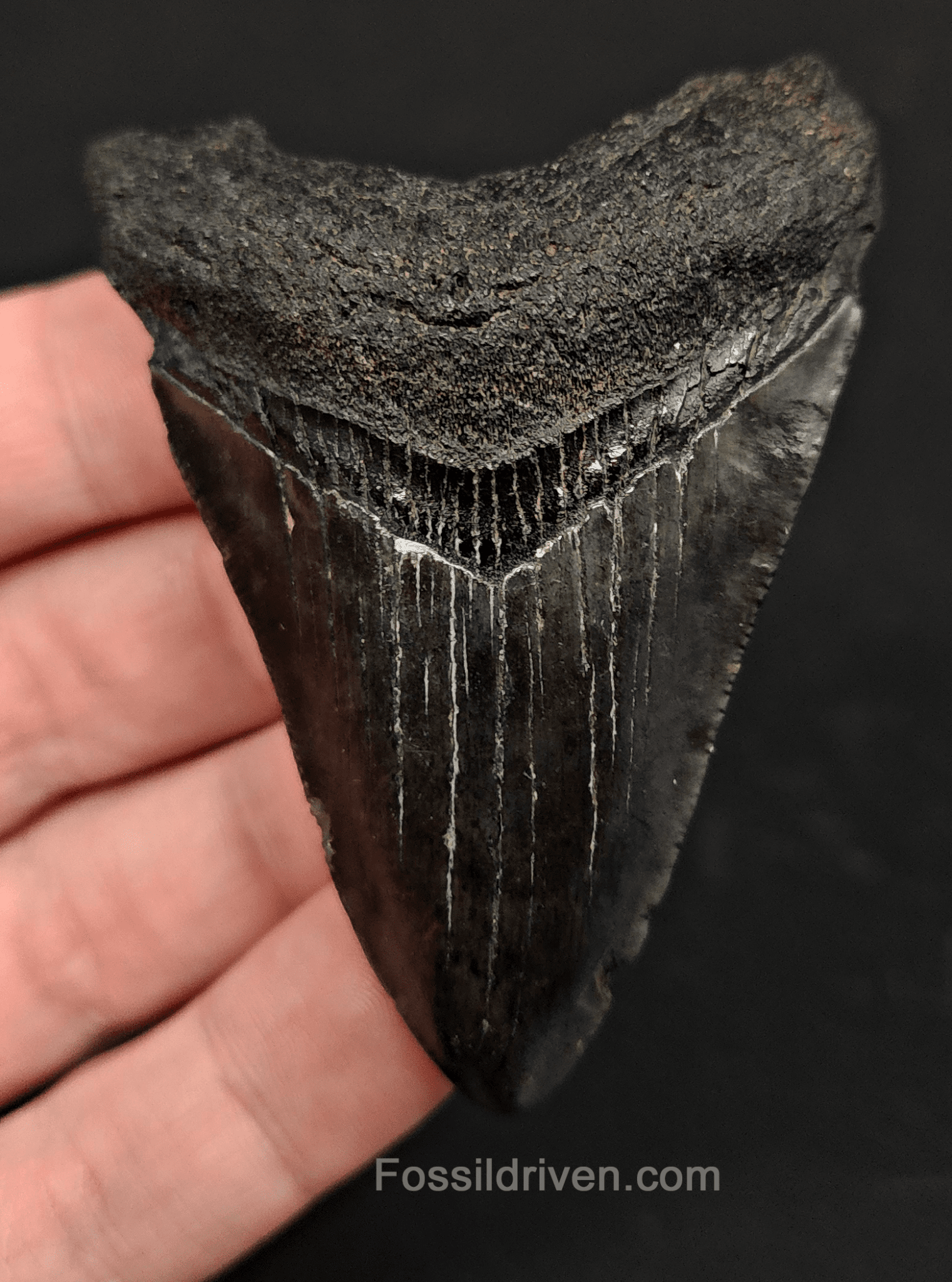 2.78" South Carolina Megalodon Tooth - Solid Specimen - Authentic Fossil Shark Tooth - Fossil Driven