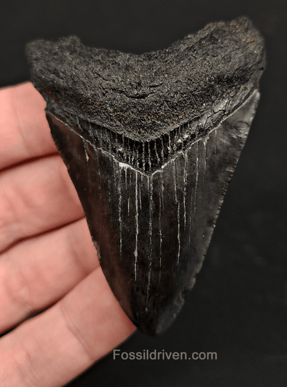 2.78" South Carolina Megalodon Tooth - Solid Specimen - Authentic Fossil Shark Tooth - Fossil Driven