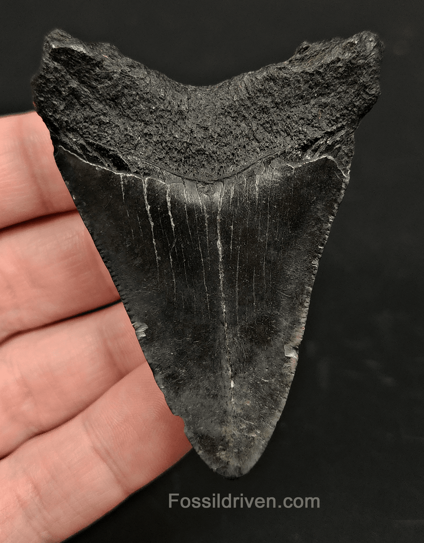 2.78" South Carolina Megalodon Tooth - Solid Specimen - Authentic Fossil Shark Tooth - Fossil Driven