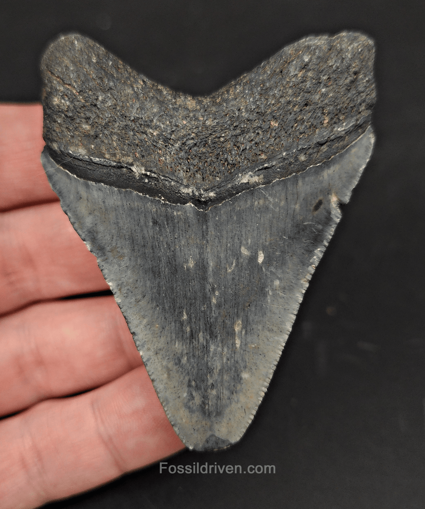 2.79" Fossil Megalodon Tooth – Authentic Fossil from Venice, Florida - Fossil Driven