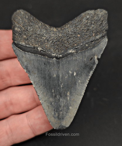 2.79" Fossil Megalodon Tooth – Authentic Fossil from Venice, Florida - Fossil Driven