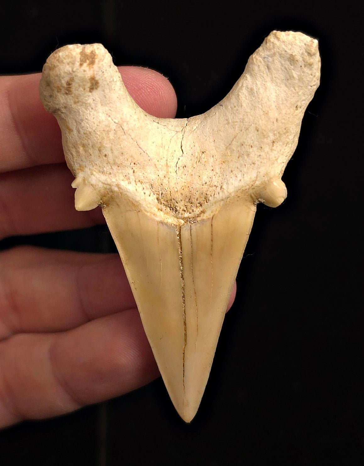 2.80" Fossil Otodus obliquus Tooth - Morocco | (Otodus #3186) - Fossil Driven