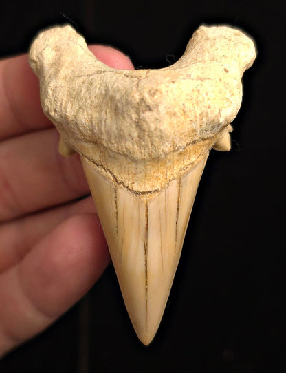 2.80" Fossil Otodus obliquus Tooth - Morocco | (Otodus #3186) - Fossil Driven