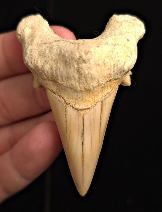 2.80" Fossil Otodus obliquus Tooth - Morocco | (Otodus #3186) - Fossil Driven