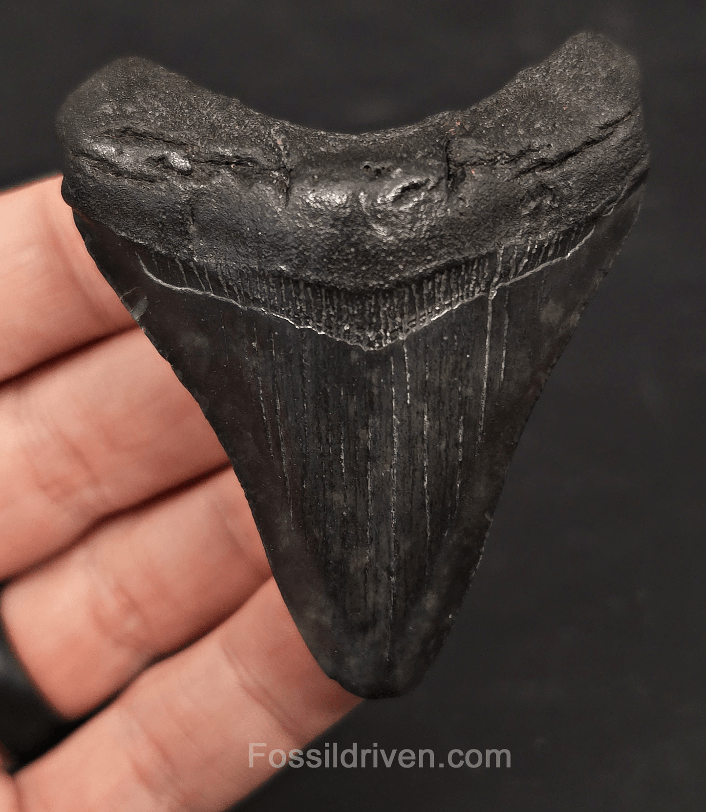 2.81" Fossil Megalodon Tooth - Charleston, South Carolina | Fossil Driven - Fossil Driven
