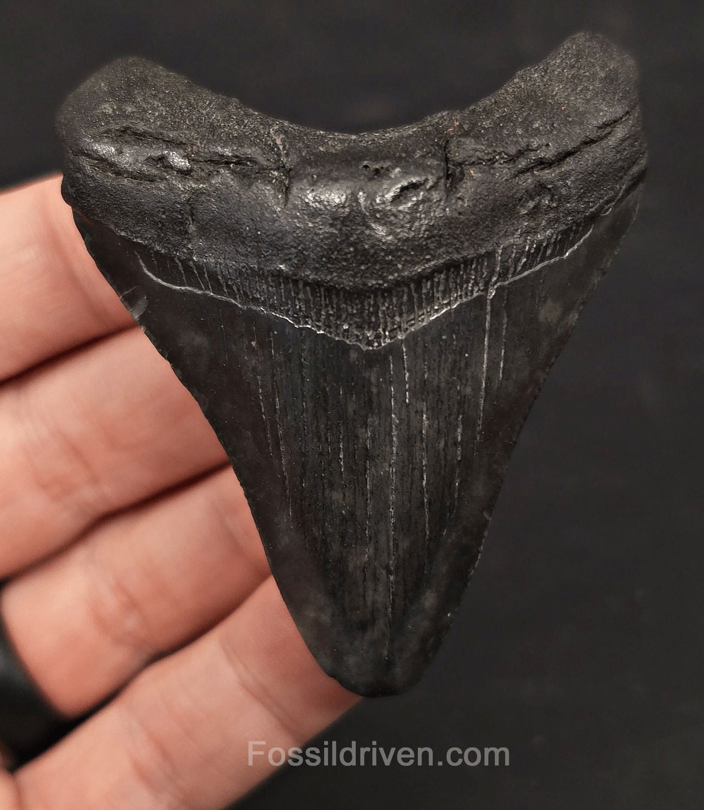 2.81" Fossil Megalodon Tooth - Charleston, South Carolina | Fossil Driven - Fossil Driven