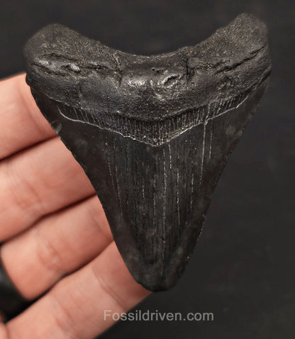 2.81" Fossil Megalodon Tooth - Charleston, South Carolina | Fossil Driven - Fossil Driven