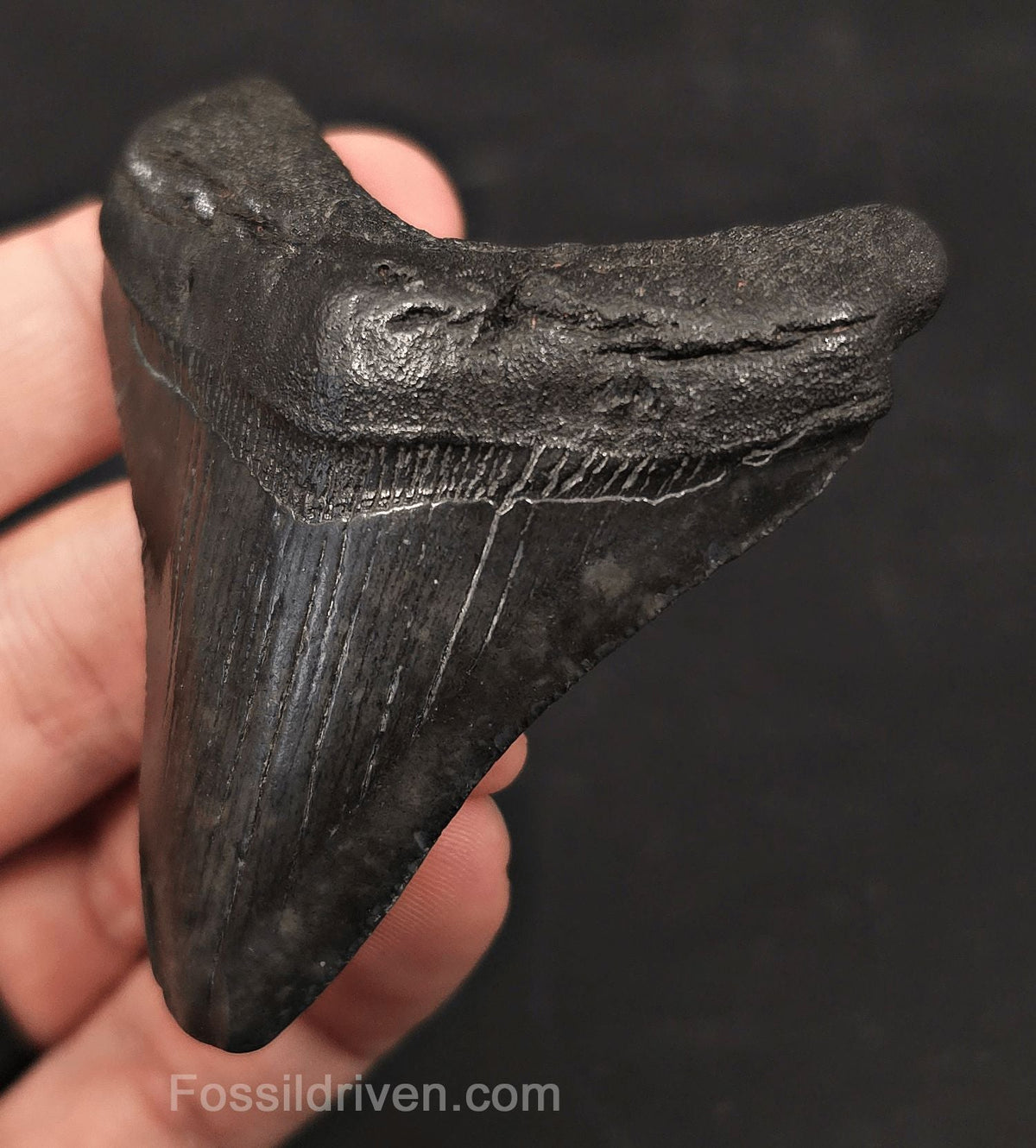 2.81" Fossil Megalodon Tooth - Charleston, South Carolina | Fossil Driven - Fossil Driven