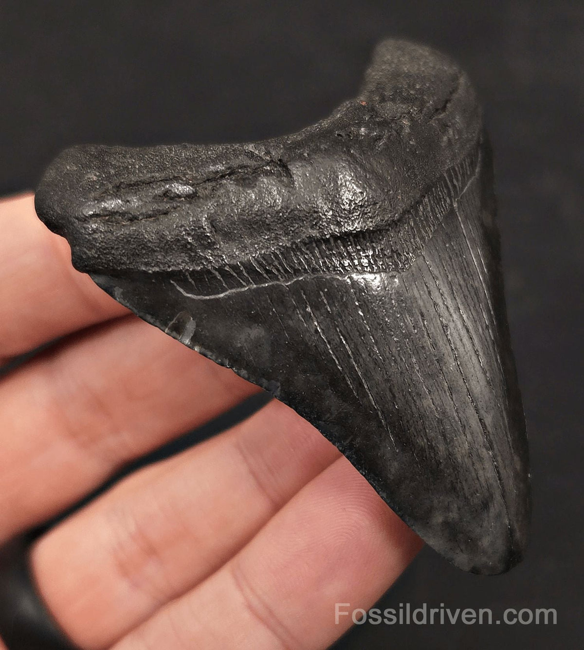2.81" Fossil Megalodon Tooth - Charleston, South Carolina | Fossil Driven - Fossil Driven