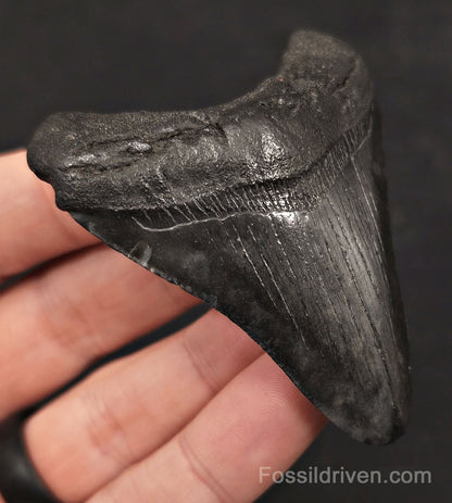 2.81" Fossil Megalodon Tooth - Charleston, South Carolina | Fossil Driven - Fossil Driven