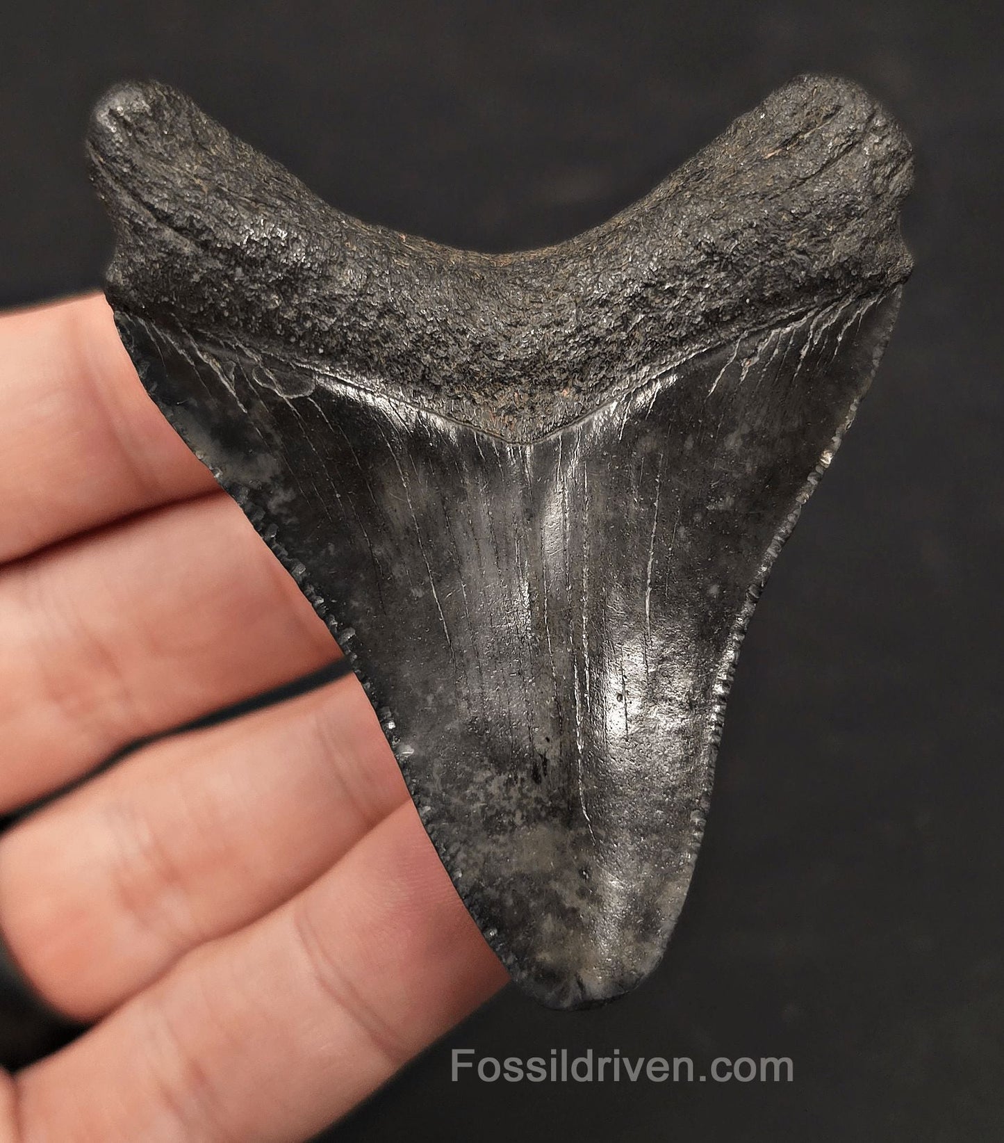 2.81" Fossil Megalodon Tooth - Charleston, South Carolina | Fossil Driven - Fossil Driven