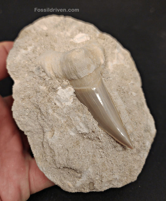 2.82" Otodus obliquus Tooth in Matrix – Genuine Eocene Shark Fossil from Morocco - Fossil Driven