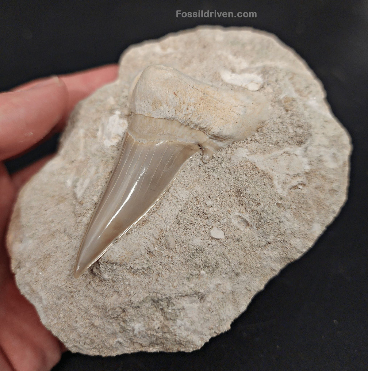 2.82" Otodus obliquus Tooth in Matrix – Genuine Eocene Shark Fossil from Morocco - Fossil Driven