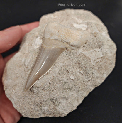 2.82" Otodus obliquus Tooth in Matrix – Genuine Eocene Shark Fossil from Morocco - Fossil Driven
