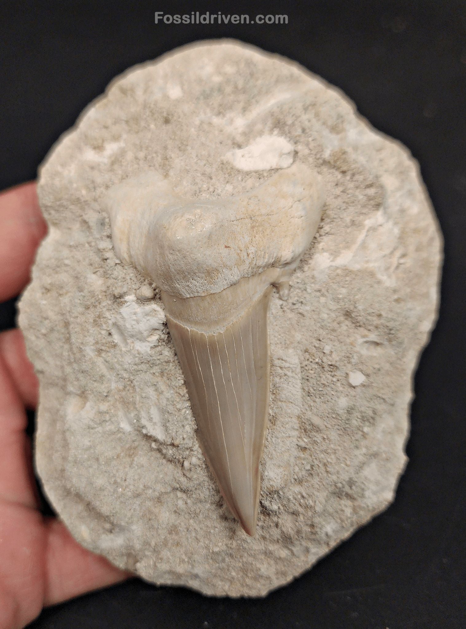 2.82" Otodus obliquus Tooth in Matrix – Genuine Eocene Shark Fossil from Morocco - Fossil Driven