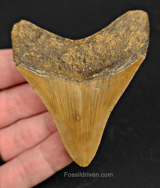 2.83" Fossil Megalodon Tooth for Sale - North Carolina | Fossil Driven - Fossil Driven