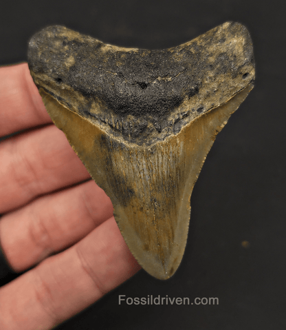 2.83" Fossil Megalodon Tooth - North Carolina | Fossil Driven - Fossil Driven