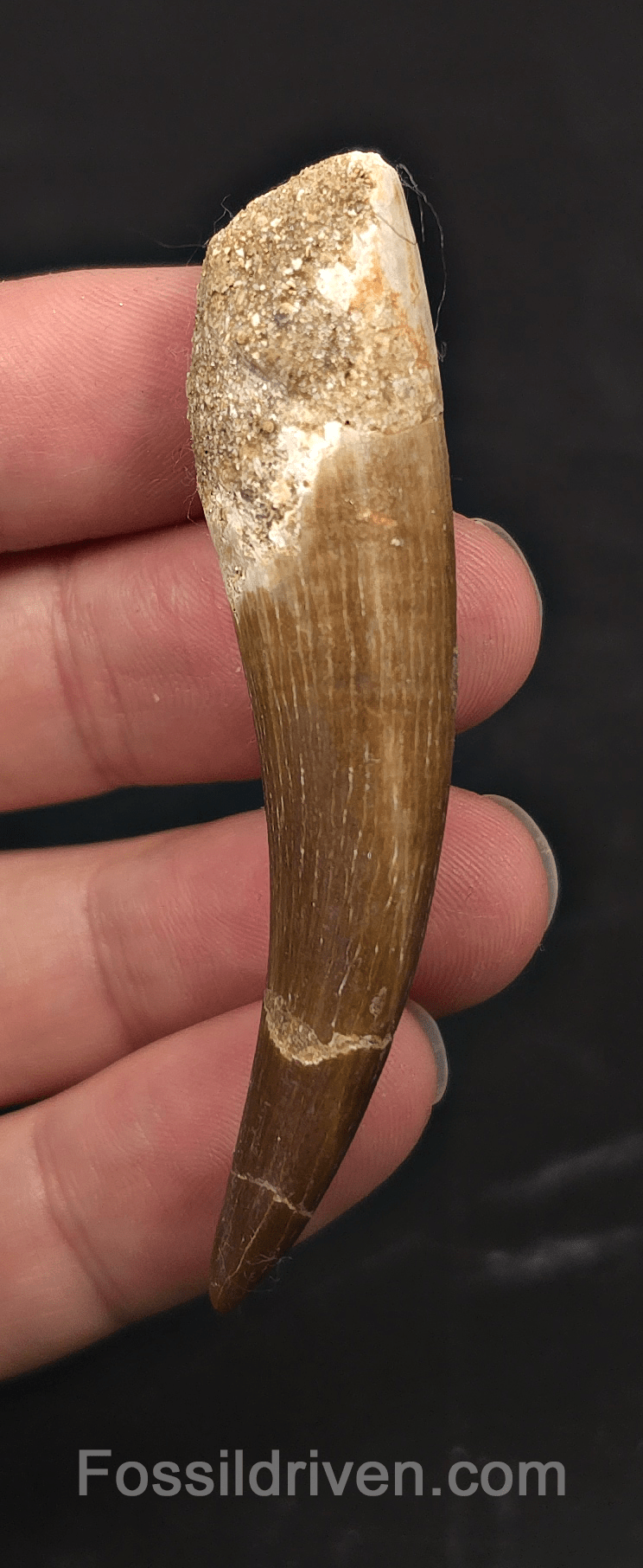 2.83" Fossil Plesiosaur (Zarafasaurus) Tooth - Morocco - Fossil Driven