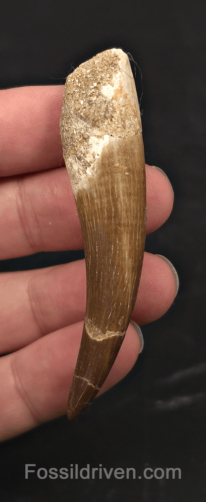 2.83" Fossil Plesiosaur (Zarafasaurus) Tooth - Morocco - Fossil Driven