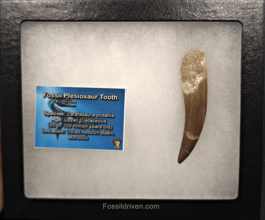 2.83" Fossil Plesiosaur (Zarafasaurus) Tooth - Morocco - Fossil Driven