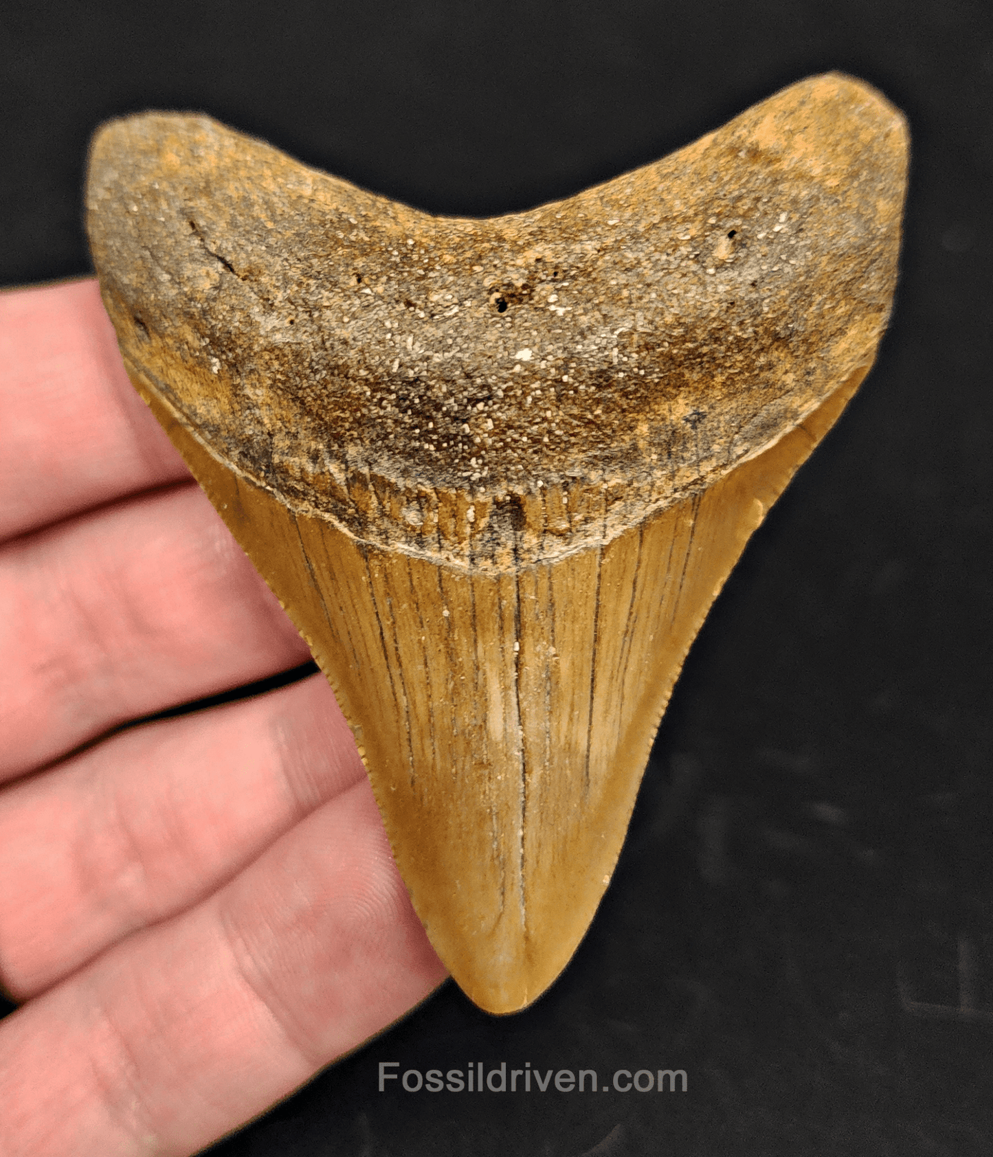 2.83" North Carolina Megalodon Tooth - Complete Specimen - Real Fossil Shark Tooth - Fossil Driven