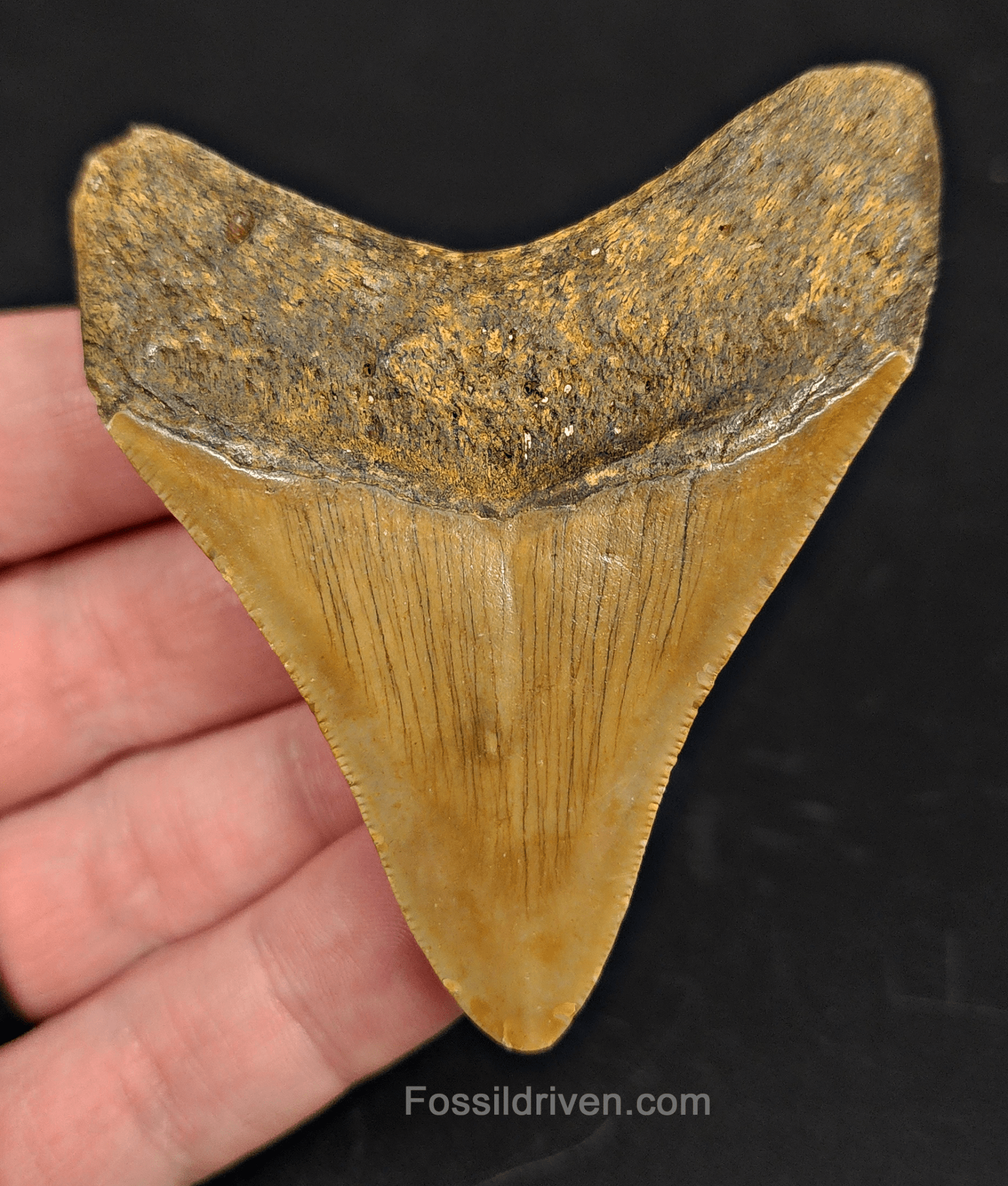 2.83" North Carolina Megalodon Tooth - Complete Specimen - Real Fossil Shark Tooth - Fossil Driven
