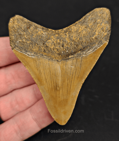 2.83" North Carolina Megalodon Tooth - Complete Specimen - Real Fossil Shark Tooth - Fossil Driven