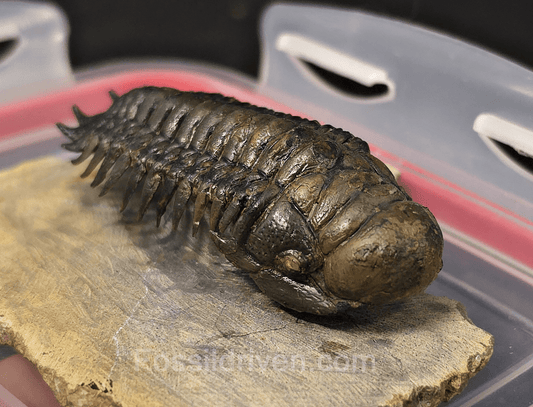 2.85" Flying Crotalocephalina Trilobite – Devonian – Issoumour, Morocco - Fossil Driven