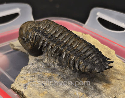 2.85" Flying Crotalocephalina Trilobite – Devonian – Issoumour, Morocco - Fossil Driven