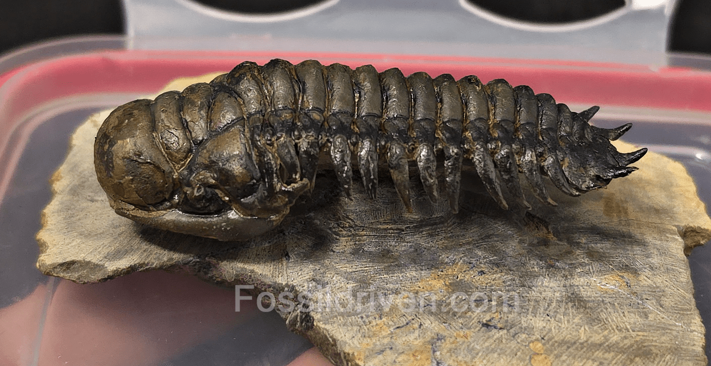 2.85" Flying Crotalocephalina Trilobite – Devonian – Issoumour, Morocco - Fossil Driven