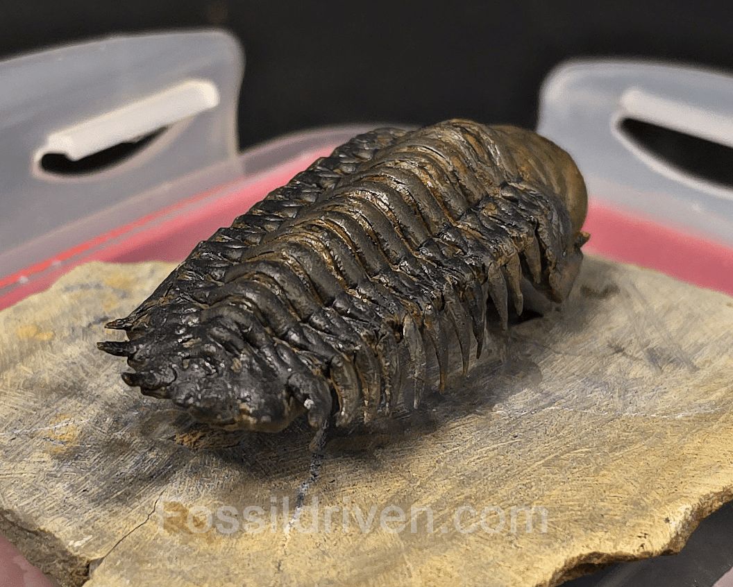 2.85" Flying Crotalocephalina Trilobite – Devonian – Issoumour, Morocco - Fossil Driven