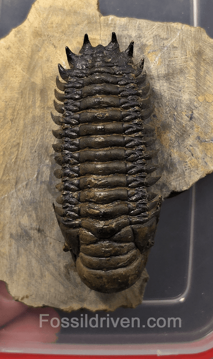 2.85" Flying Crotalocephalina Trilobite – Devonian – Issoumour, Morocco - Fossil Driven
