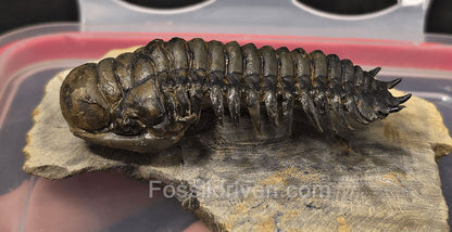 2.85" Flying Crotalocephalina Trilobite – Devonian – Issoumour, Morocco - Fossil Driven