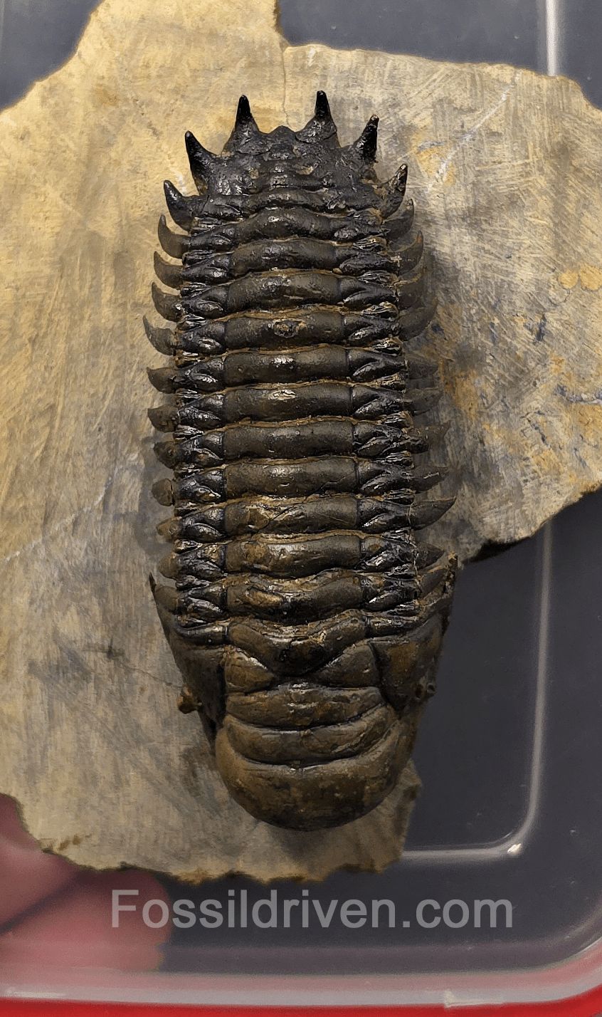 2.85" Flying Crotalocephalina Trilobite – Devonian – Issoumour, Morocco - Fossil Driven