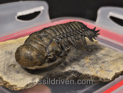 2.85" Flying Crotalocephalina Trilobite – Devonian – Issoumour, Morocco - Fossil Driven