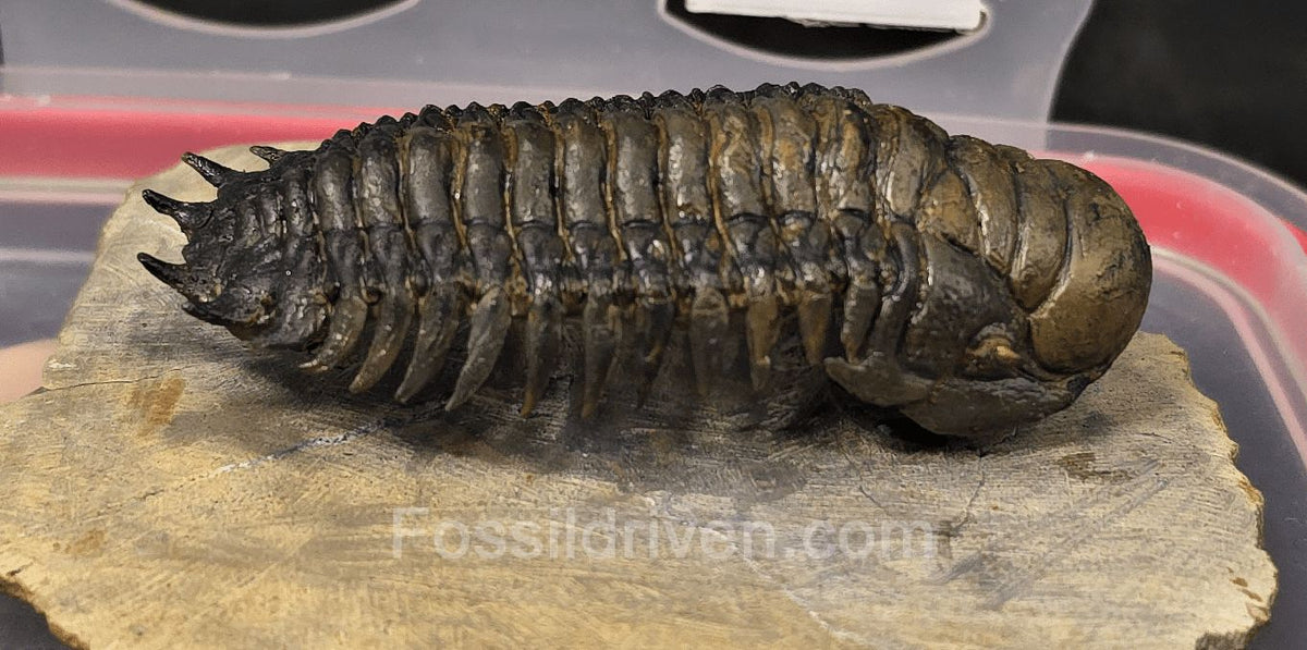 2.85" Flying Crotalocephalina Trilobite – Devonian – Issoumour, Morocco - Fossil Driven