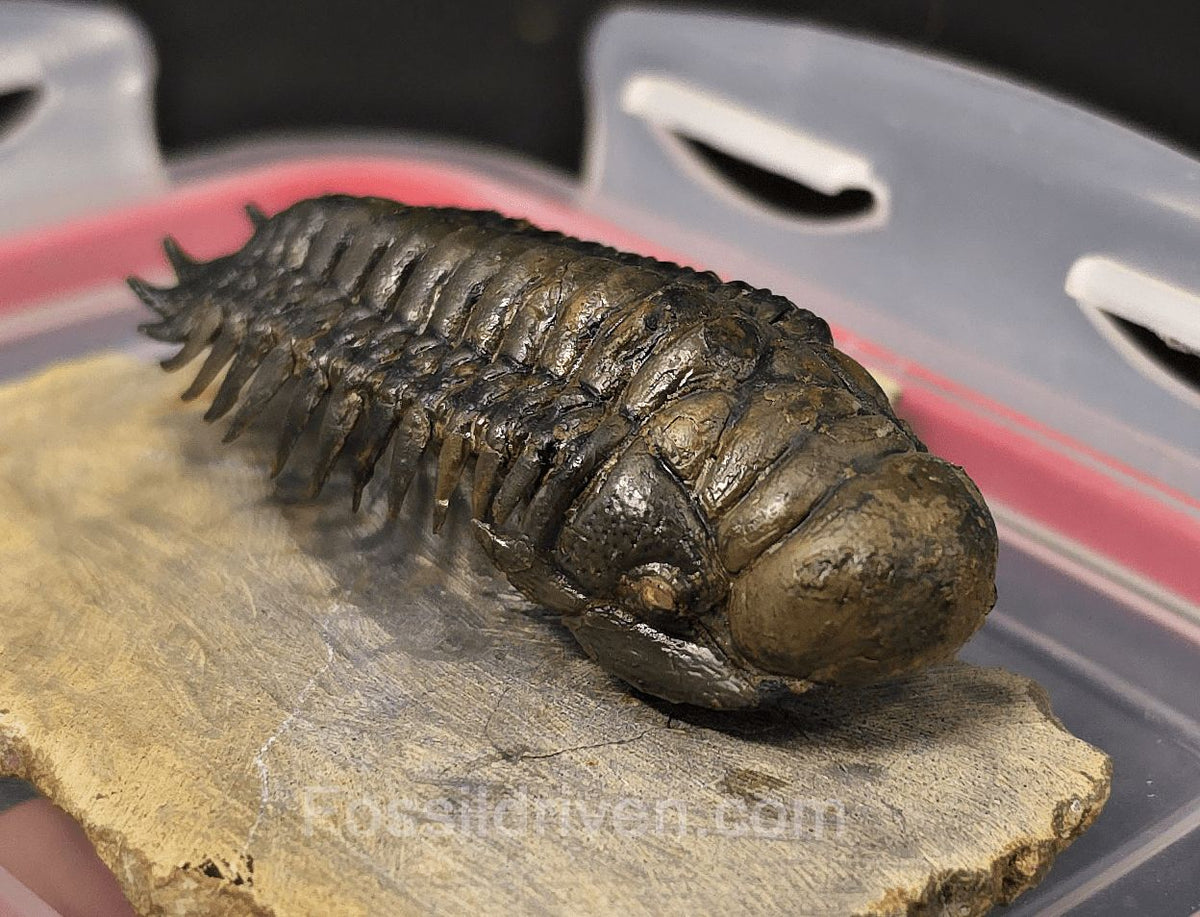 2.85" Flying Crotalocephalina Trilobite – Devonian – Issoumour, Morocco - Fossil Driven