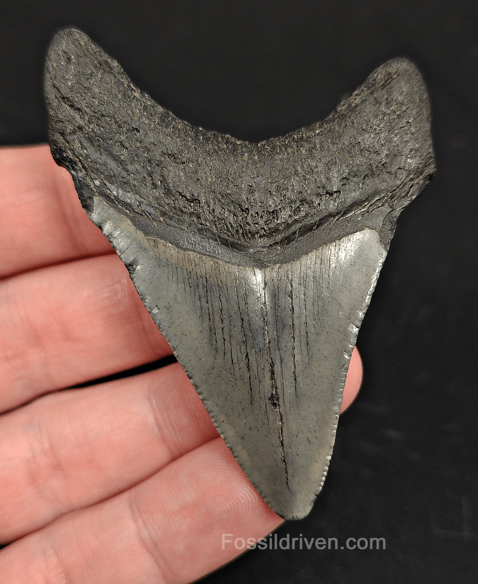2.85" South Carolina Megalodon Tooth - Solid Specimen - Authentic Fossil Shark Tooth - Fossil Driven