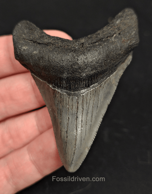 2.85" South Carolina Megalodon Tooth - Solid Specimen - Authentic Fossil Shark Tooth - Fossil Driven