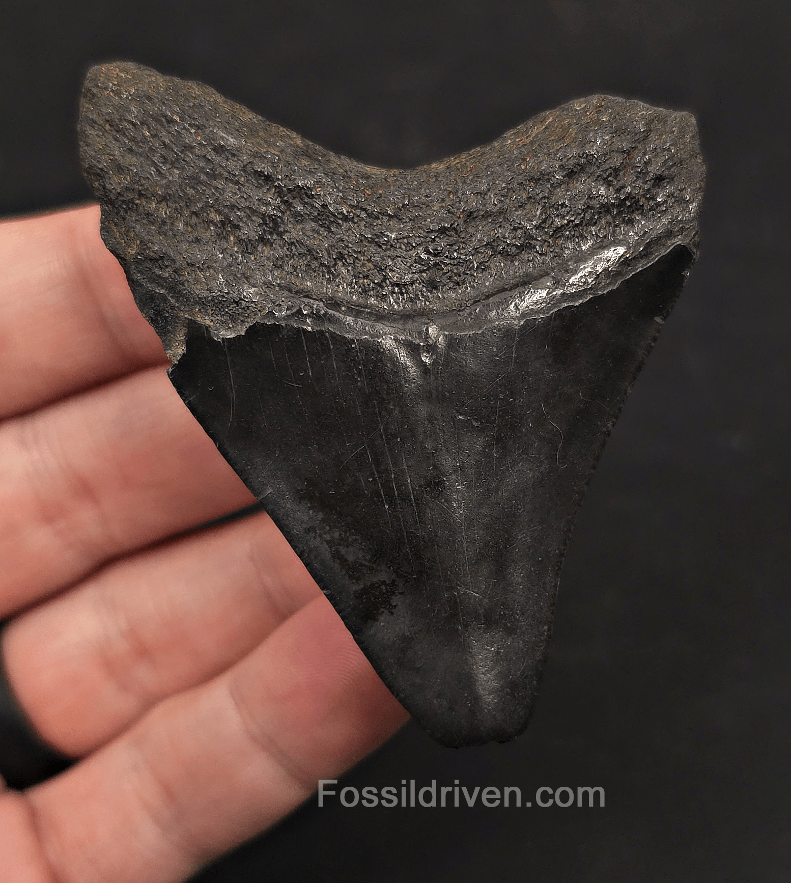 2.86" Fossil Megalodon Tooth - Charleston, South Carolina | Fossil Driven - Fossil Driven