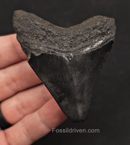 2.86" Fossil Megalodon Tooth - Charleston, South Carolina | Fossil Driven - Fossil Driven